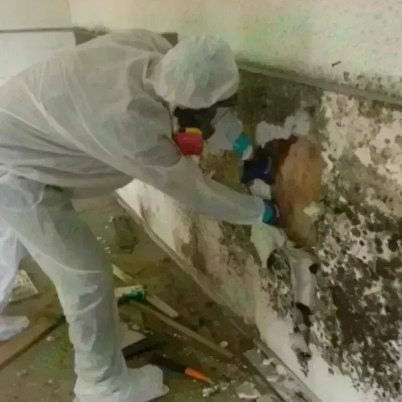 Mold Remediation and Removal in Montgomery County, TN